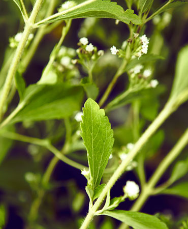 saludable-stevia