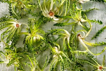 La planta de la achicoria o Ciichorium intybus, es de la familia de las asteráceas,